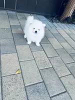 AKC Daniel , a male Pomeranian for sale in Vista, CA – Photo 3 of 4