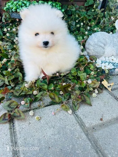AKC Daniel  – Pomeranian puppy for sale in Vista, CA