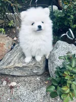 AKC Daniel , a male Pomeranian for sale in Vista, CA – Photo 2 of 4