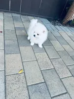 AKC Daniel , a male Pomeranian for sale in Vista, CA – Photo 4 of 4