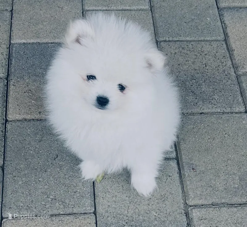 AKC Daniel  – Pomeranian puppy for sale in Vista, CA