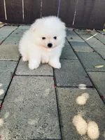 AKC Daniel , a male Pomeranian for sale in Vista, CA – Photo 5 of 5