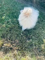 AKC Noah , a male Pomeranian for sale in Vista, CA – 5 of 5
