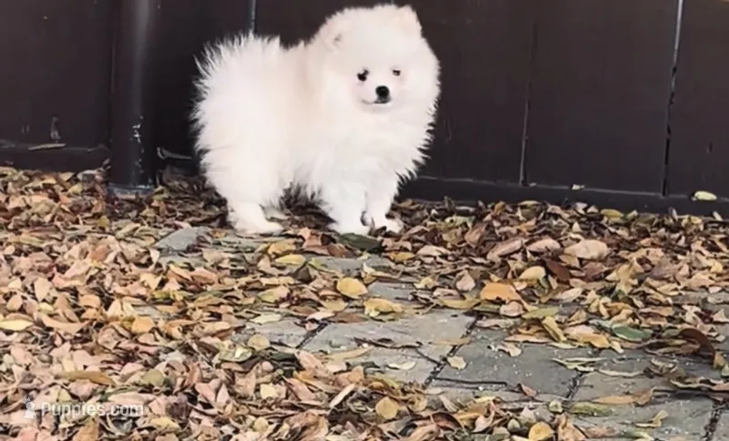 AKC Noah  – Pomeranian puppy for sale in Vista, CA