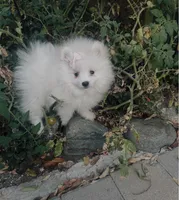 AKC Pricilla , a female Pomeranian for sale in Vista, CA – 5 of 5