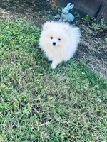 AKC Noah , a male Pomeranian for sale in Vista, CA – 4 of 5