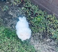 AKC Noah , a male Pomeranian for sale in Vista, CA – 3 of 5