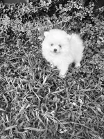 AKC Noah , a female Pomeranian for sale in Vista, CA – 4 of 5