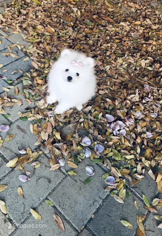 AKC Pricilla  – Pomeranian puppy for sale in Vista, CA