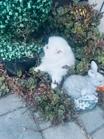 AKC Noah , a female Pomeranian for sale in Vista, CA – 3 of 5