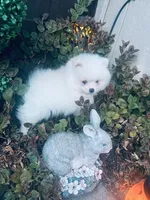 AKC Noah , a female Pomeranian for sale in Vista, CA – 2 of 5