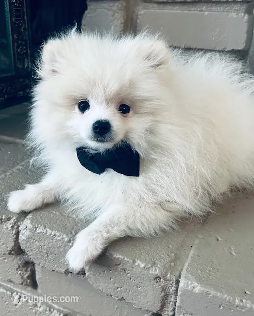AKC Noah  – Pomeranian puppy for sale in Vista, CA