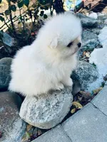 AKC BOAZ , a male Pomeranian for sale in Vista, CA – Photo 2 of 5