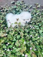 AKC BOAZ , a male Pomeranian for sale in Vista, CA – Photo 3 of 5