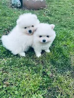 AKC BOAZ , a male Pomeranian for sale in Vista, CA – Photo 4 of 5