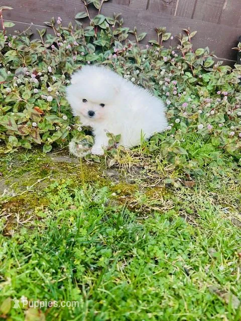AKC BOAZ  – Pomeranian puppy for sale in Vista, CA