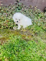 AKC BOAZ , a male Pomeranian for sale in Vista, CA – Photo 1 of 5