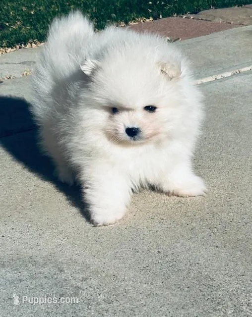 AKC BOAZ  – Pomeranian puppy for sale in Vista, CA