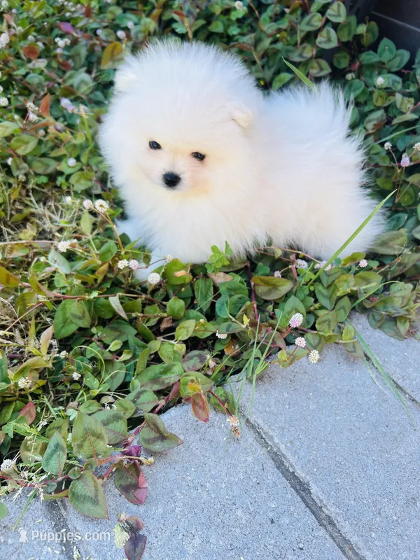 AKC BOAZ  – Pomeranian puppy for sale in Vista, CA