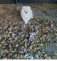 AKC Pricilla , a female Pomeranian for sale in Vista, CA – 2 of 5