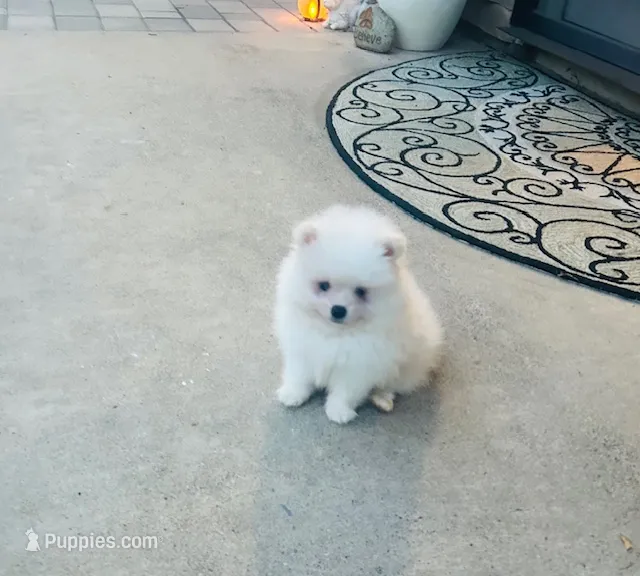 AKC Noah  – Pomeranian puppy for sale in Vista, CA