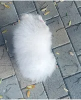 AKC Pricilla , a female Pomeranian for sale in Vista, CA – 4 of 5