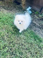 AKC Noah , a male Pomeranian for sale in Vista, CA – 1 of 5