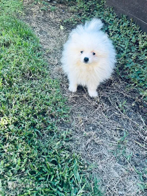 AKC Noah  – Pomeranian puppy for sale in Vista, CA