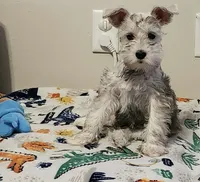 Sophia, a female Miniature Schnauzer for sale in Bakersfield, CA – 2 of 6