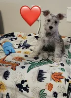 Sophia, a female Miniature Schnauzer for sale in Bakersfield, CA – 5 of 6