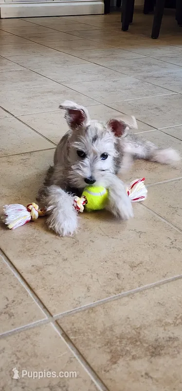 Sophia – Miniature Schnauzer puppy for sale in Bakersfield, CA