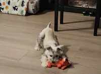 Sophia, a female Miniature Schnauzer for sale in Bakersfield, CA – 3 of 6