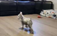 Sophia, a female Miniature Schnauzer for sale in Bakersfield, CA – 4 of 6
