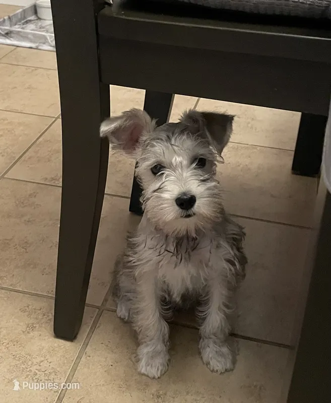 Sophia – Miniature Schnauzer puppy for sale in Bakersfield, CA