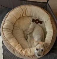 Sonya, a female Miniature Schnauzer for sale in Bakersfield, CA – 4 of 7