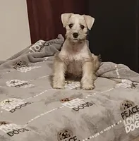 Sonya, a female Miniature Schnauzer for sale in Bakersfield, CA – 5 of 7