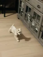 Sonya, a female Miniature Schnauzer for sale in Bakersfield, CA – 7 of 7