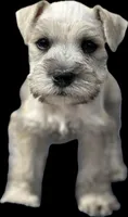 Sonya, a female Miniature Schnauzer for sale in Bakersfield, CA – 3 of 7