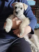 Sonya, a female Miniature Schnauzer for sale in Bakersfield, CA – 2 of 7