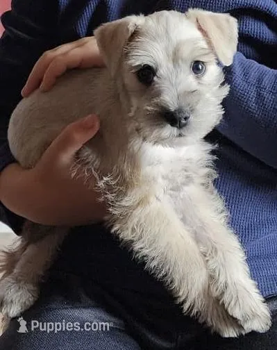Sonya – Miniature Schnauzer puppy for sale in Bakersfield, CA