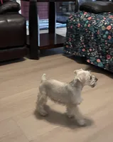 Sonya, a female Miniature Schnauzer for sale in Bakersfield, CA – 6 of 7