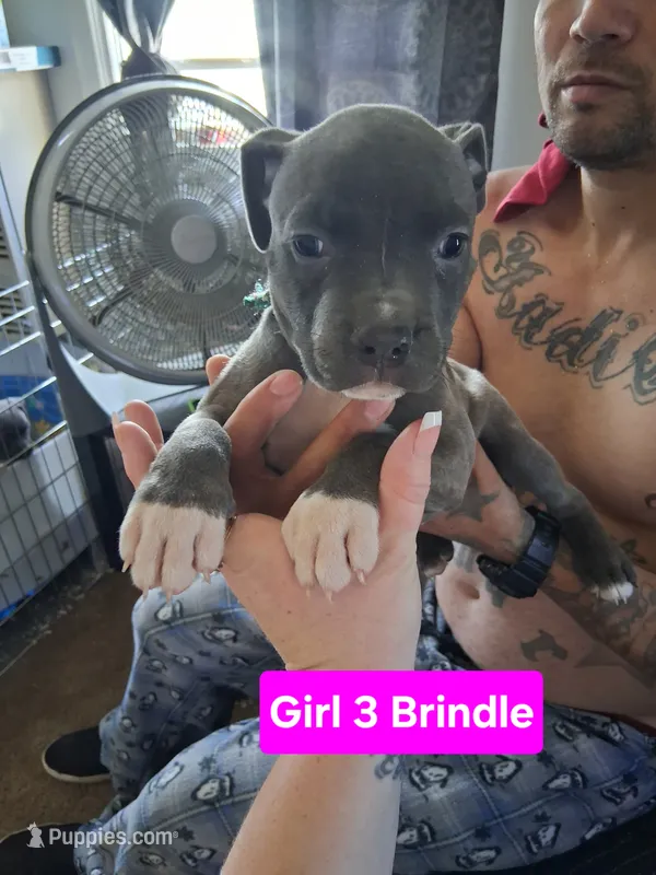 Puppy #3 – American Pit Bull Terrier puppy for sale in New Cumberland, PA