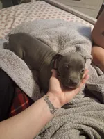 Girl puppy no #, a female American Pit Bull Terrier for sale in New Cumberland, PA – 1 of 1