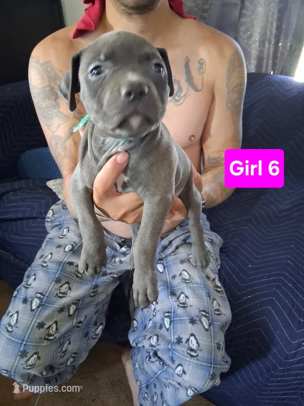 Puppy #5 – American Pit Bull Terrier puppy for sale in New Cumberland, PA