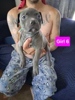 Puppy #5, a female American Pit Bull Terrier for sale in New Cumberland, PA – 1 of 1