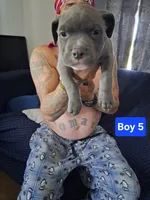 Puppy # 5, a male American Pit Bull Terrier for sale in New Cumberland, PA – 1 of 1
