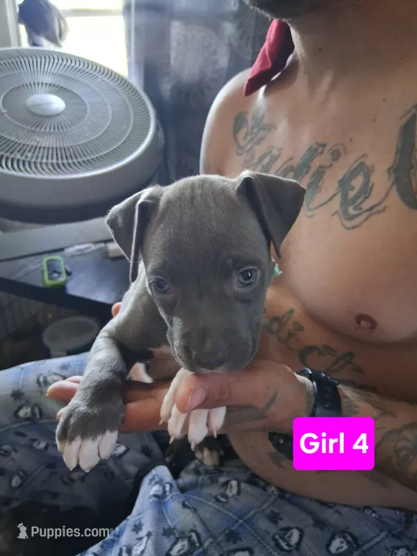 Puppy #4 – American Pit Bull Terrier puppy for sale in New Cumberland, PA