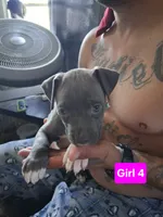Puppy #4, a female American Pit Bull Terrier for sale in New Cumberland, PA – 1 of 1