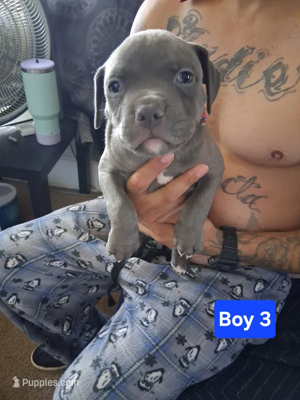Puppy #3  – American Pit Bull Terrier puppy for sale in New Cumberland, PA