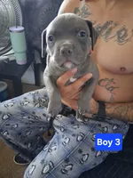 Puppy #3 , a male American Pit Bull Terrier for sale in New Cumberland, PA – 1 of 1